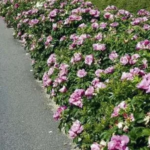 K364 Róża okrywowa R. R. FOXI