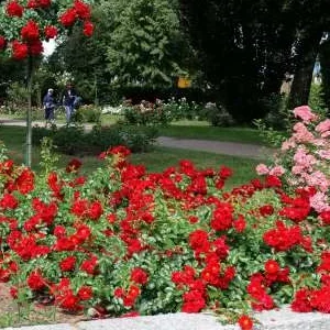 K365 Róża okrywowa ALPENGLÜHEN®