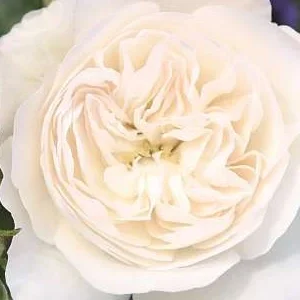 K366 Róża okrywowa KASTELRUTHER SPATZEN®