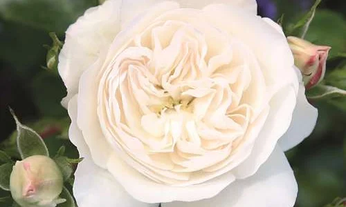 K366 Róża okrywowa KASTELRUTHER SPATZEN®