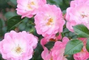 K368 Róża okrywowa SATINA®