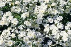 K369 Róża okrywowa Królowa Śniegu