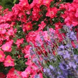 K370 Róża okrywowa STADT ROM®