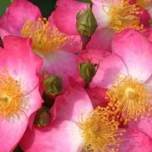 K371 Róża okrywowa JUANITA®