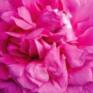 K372 Róża okrywowa R.R. SMART ROADRUNNER