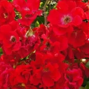 K373 Róża okrywowa DZIEŃ LETNI®