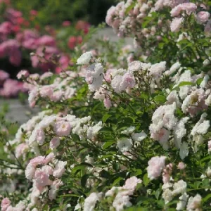 K374 Róża okrywowa Bajkowa