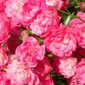 K375 Róża okrywowa RÓŻOWA WRÓŻKA