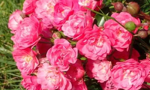 K375 Róża okrywowa RÓŻOWA WRÓŻKA