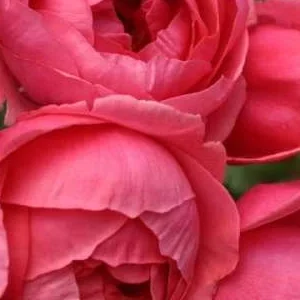 K376 Róża rabatowa (Parfuma) KSIĘŻNICZKA MARIE-JOSE®