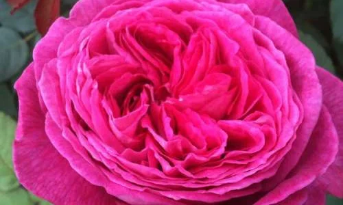 K377 Róża rabatowa (Parfuma) FREIFRAU CAROLINE®