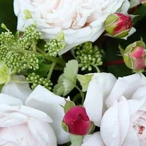 K378 Róża rabatowa Constanze Mozart®