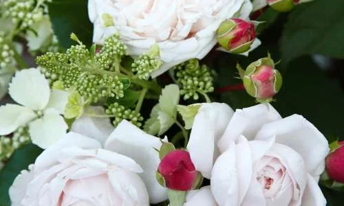 K378 Róża rabatowa Constanze Mozart®