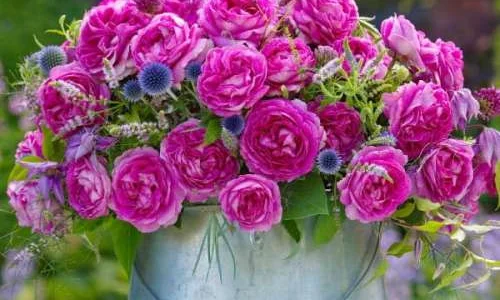 K380 Róża rabatowa (Parfuma) FRAULEIN MARIA®