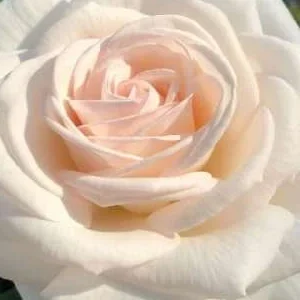 K381 Róża rabatowa (Parfuma) Grafina Elke zu Rantzau®