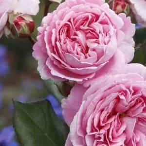 K382 Róża rabatowa (Parfuma) ROSENGRAFIN MARIE HENRIETTE®