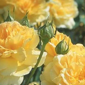 K383 Róża angielska MOLINEUX®