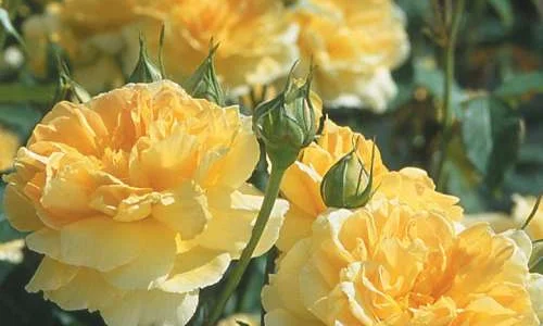 K383 Róża angielska MOLINEUX®