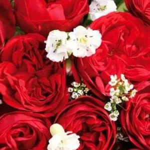 K386 Róża rabatowa OUT OF ROSENHEIM®