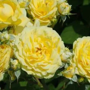 K387 Róża rabatowa SOLERO®