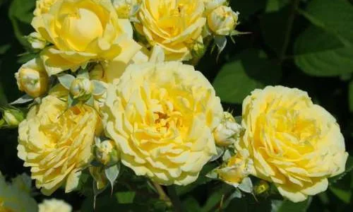 K387 Róża rabatowa SOLERO®