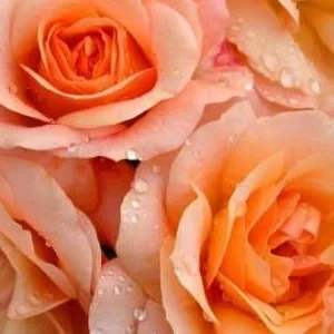 K388 Róża rabatowa APRIKOLA®