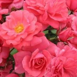 K389 Róża rabatowa Bad Birnbach®