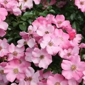 K390 Róża rabatowa FORTUNA®