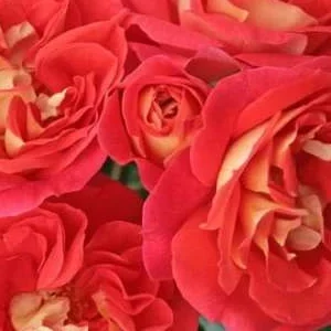 K391 Róża rabatowa Bracia Grimm®