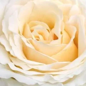 K392 Róża rabatowa KOSMOS ®