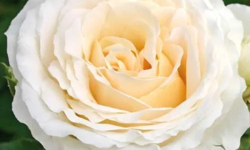 K392 Róża rabatowa KOSMOS ®