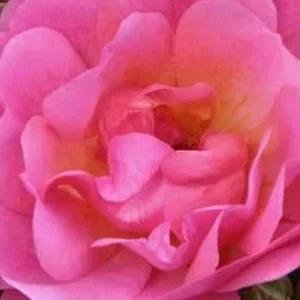 K393 Róża rabatowa MAXI VITA®