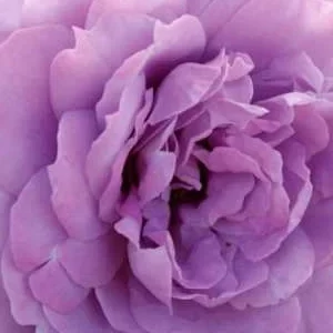 K394 Róża rabatowa NOVALIS®