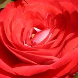 K395 Róża rabatowa PLANTEN UN BLOMEN®