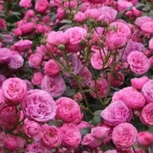 K396 Róża rabatowa POMPONELLA®