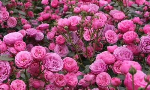 K396 Róża rabatowa POMPONELLA®