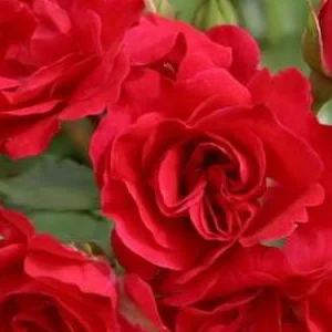 K397 Róża rabatowa Rotilia®