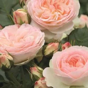 K399 Róża rabatowa PASTELLA®