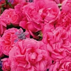 K400 MOIN MOIN® (róża rabatowa)