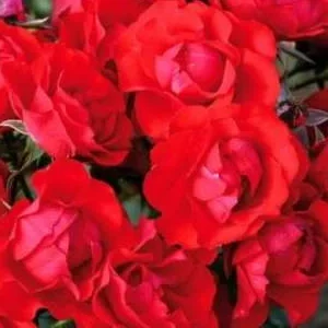 K402 Róża rabatowa Las Czarny