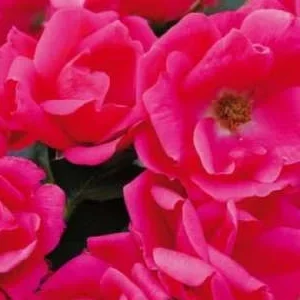 K403 Róża rabatowa GARTENFREUND®