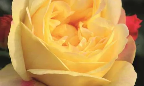 K404 Róża rabatowa LAMPION®