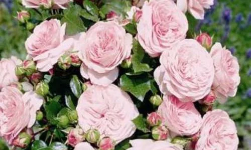 K405 Róża rabatowa MARIATHERESIA®