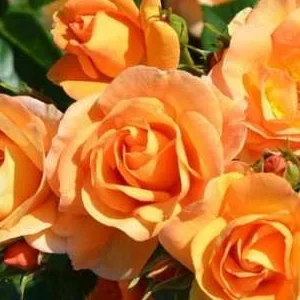 K406 Róża rabatowa PORTOROZ®