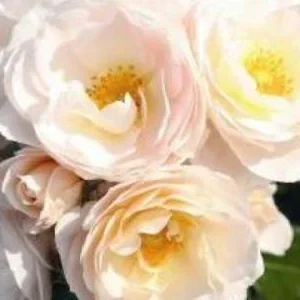 K407 Róża rabatowa SIRIUS®