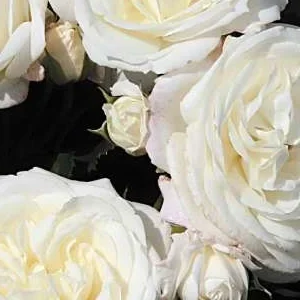 K408 Róża rabatowa Alabaster®