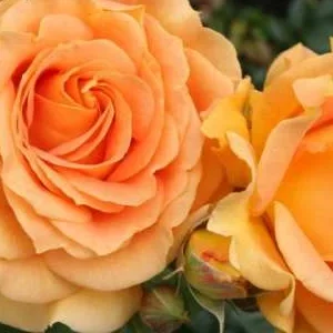 K409 Róża rabatowa ZŁOTA ELDES®