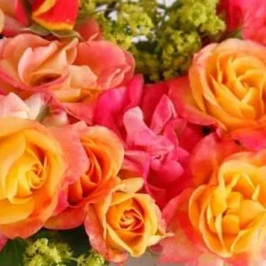 K411 Róża rabatowa OGNISTY PTAK®