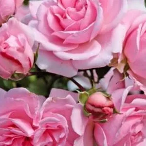 K412 Róża rabatowa HOME & GARDEN®