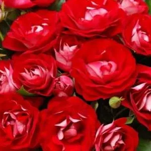 K413 Róża rabatowa RÓŻA JEDNOŚCI®